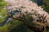 新潟県の桜