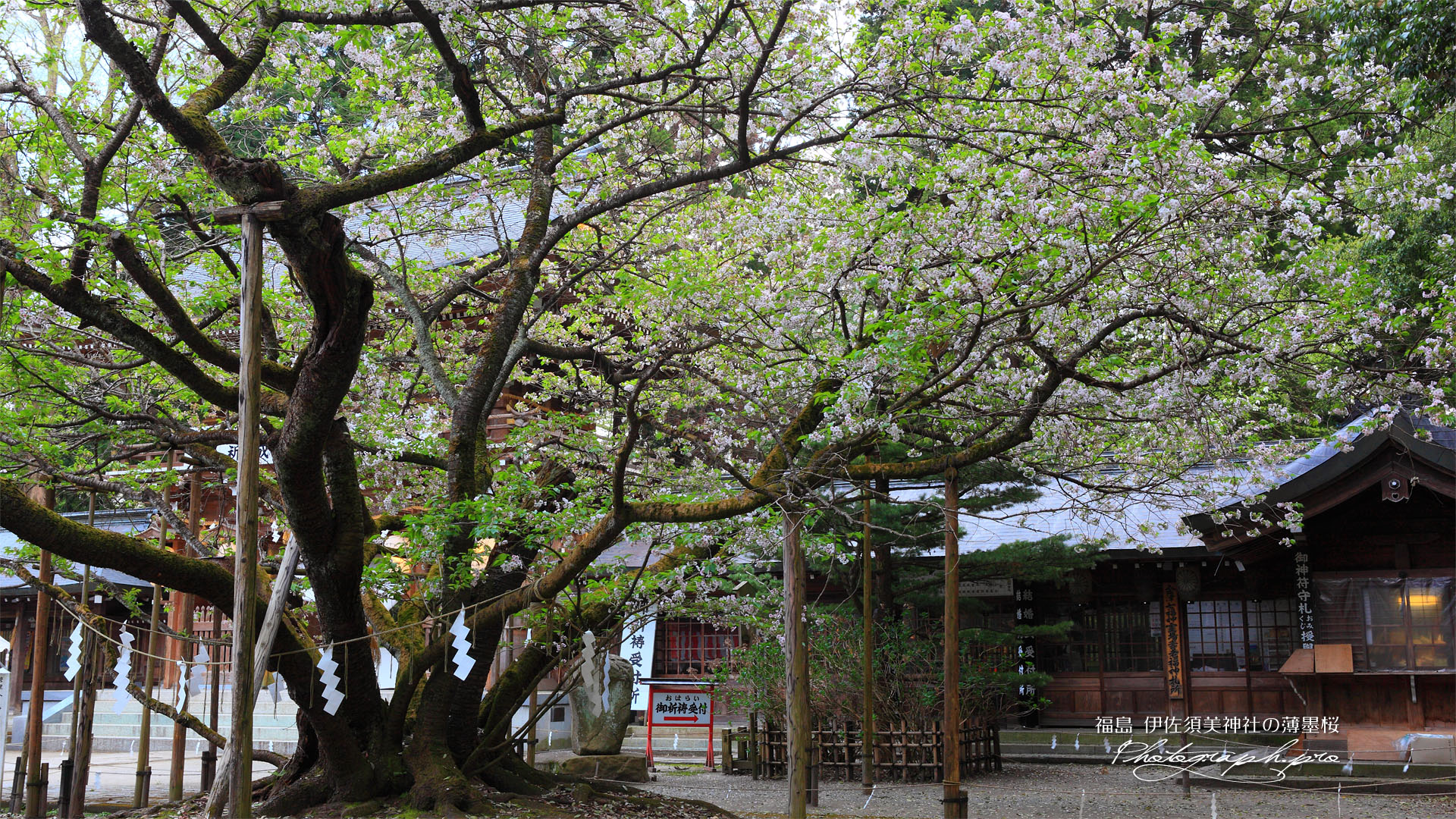 伊佐須美神社の薄墨桜