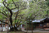 伊佐須美神社の薄墨桜