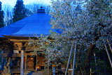 虎の尾桜