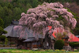 平七桜咲く南泉寺本堂と庫裡
