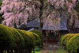 平七桜と南泉寺本堂