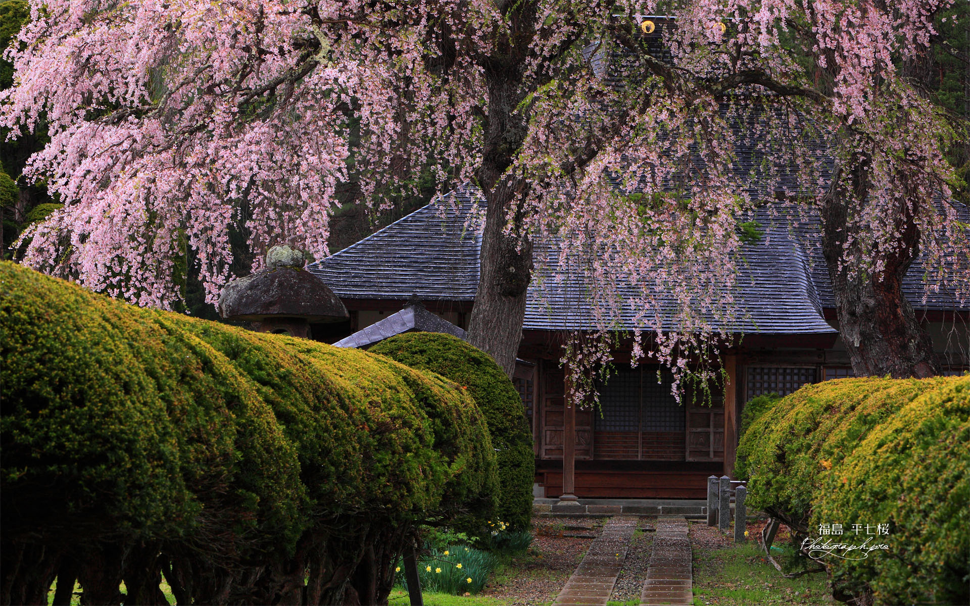 平七桜と南泉寺本堂