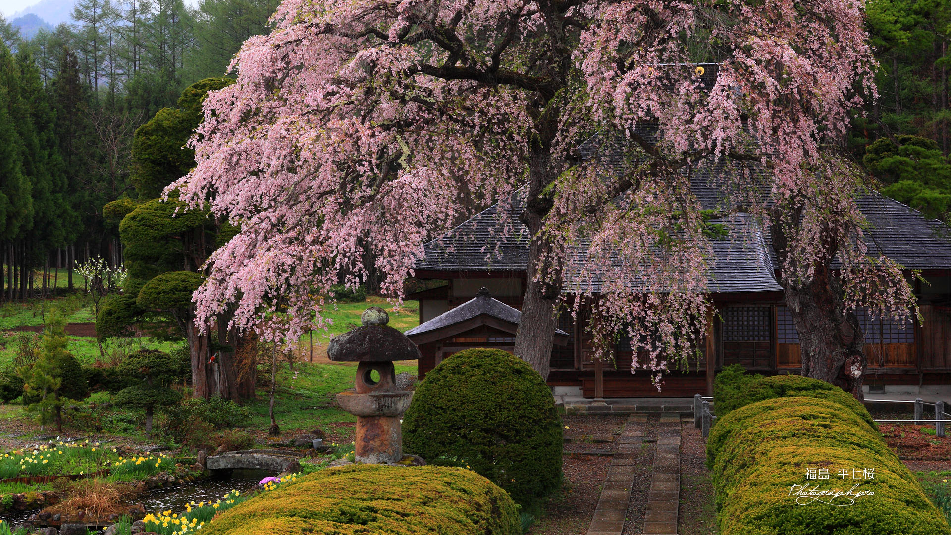 平七桜