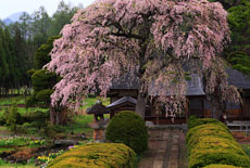 平七桜