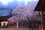 小ぬか雨の塩竈桜