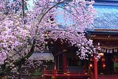 宮城県の桜
