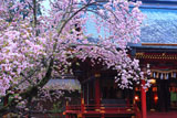 宮城県の桜