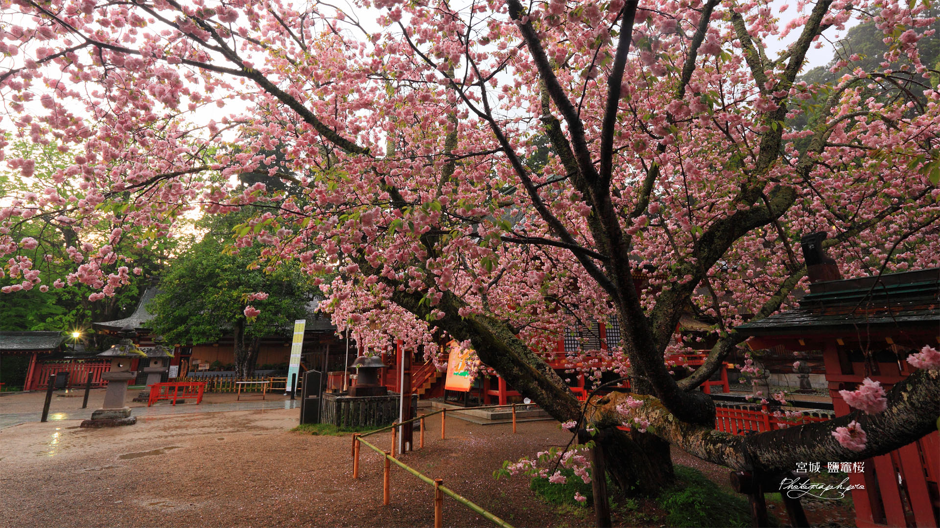 鹽竈桜