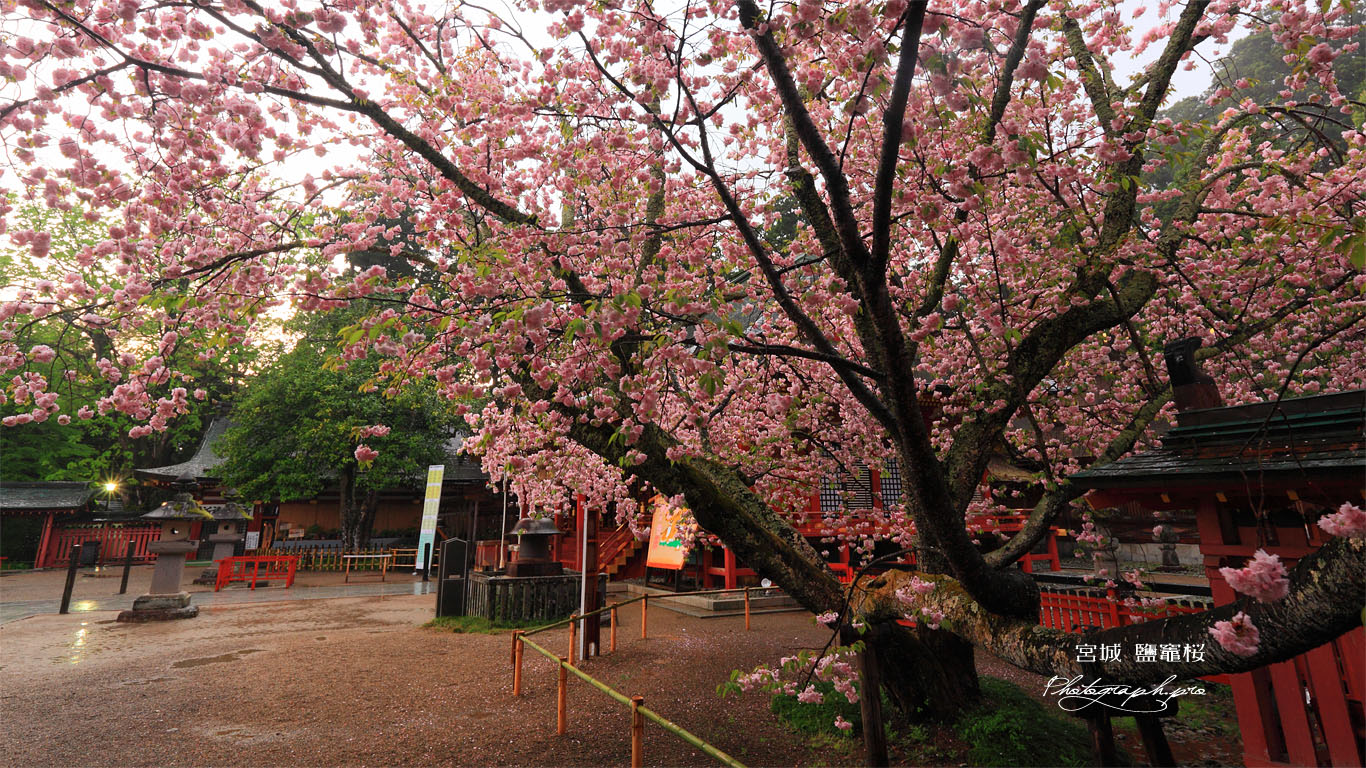 鹽竈桜 壁紙