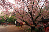 鹽竈桜