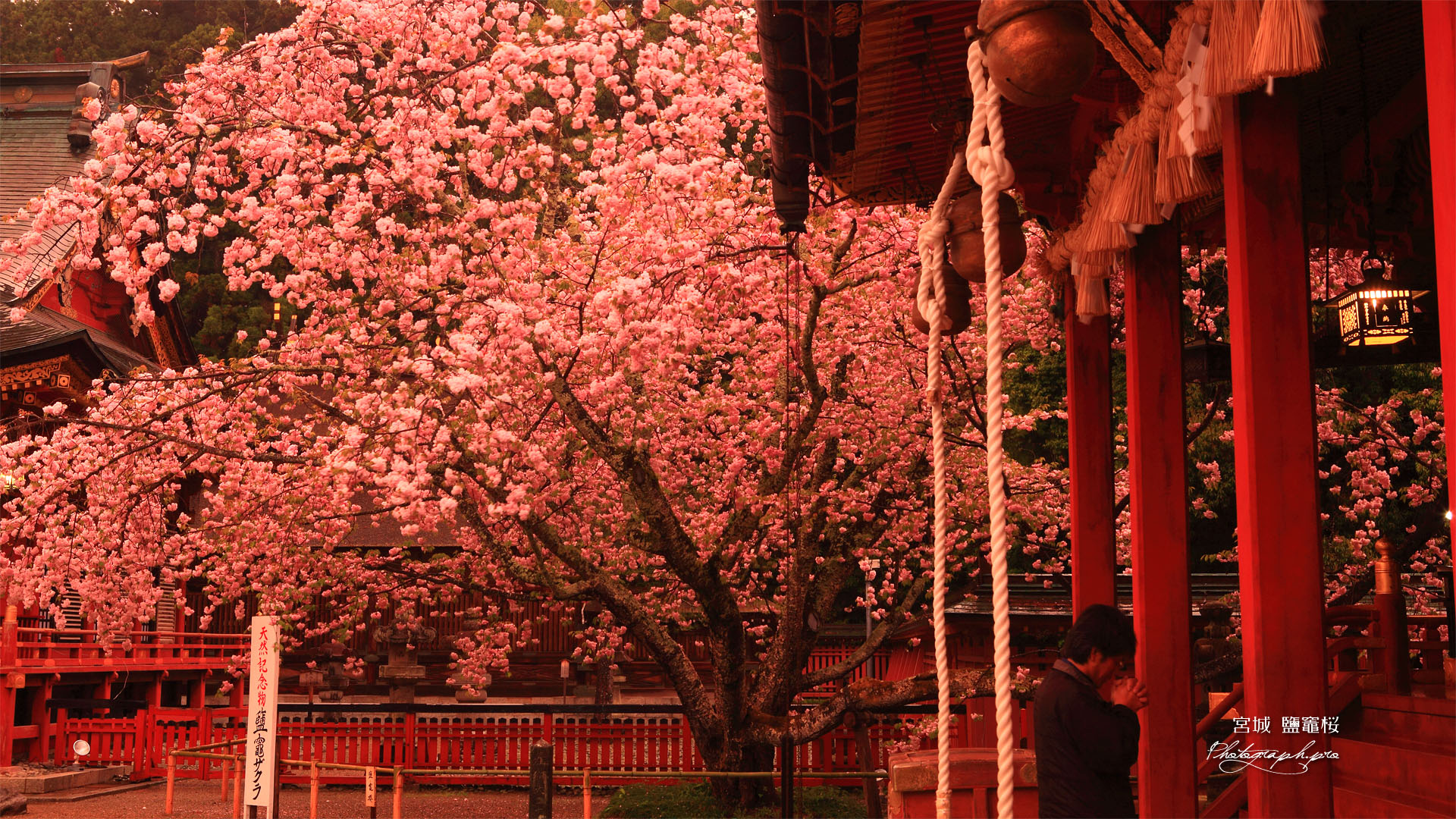 紅く染まった塩竈神社 の壁紙 19x1080