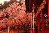 紅く染まった塩竈神社