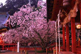 別宮拝殿と鹽竈桜