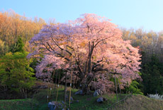 中通りの桜
