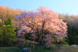 中通りの桜