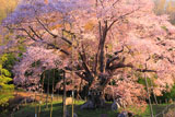 越代のサクラ 赤芽山桜