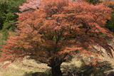 新田の大山桜