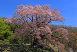 越代のサクラ 青空