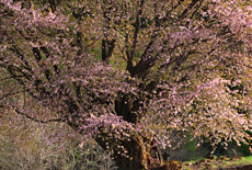 天王桜
