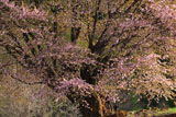 天王桜