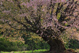 天王桜