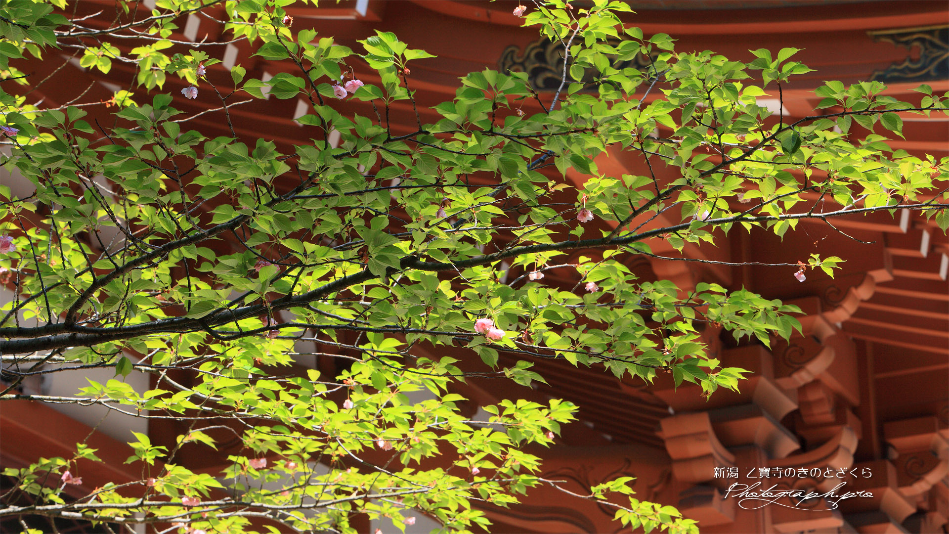乙宝寺のきのと桜