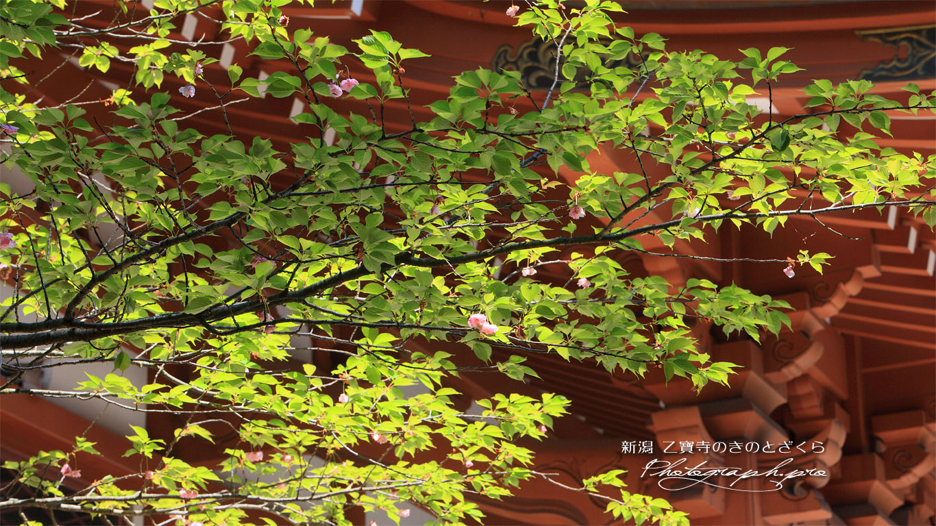 乙宝寺のきのと桜 壁紙