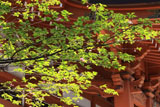 乙宝寺のきのと桜