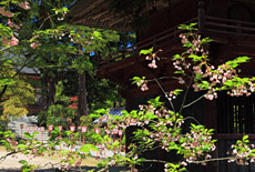 乙宝寺のきのとざくら