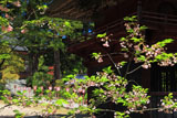 乙宝寺のきのとざくら