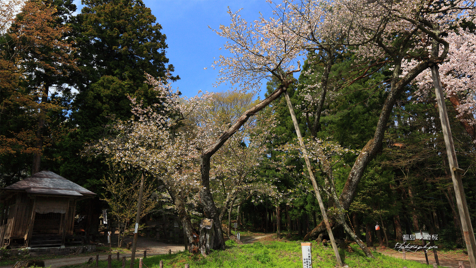 大鹿桜