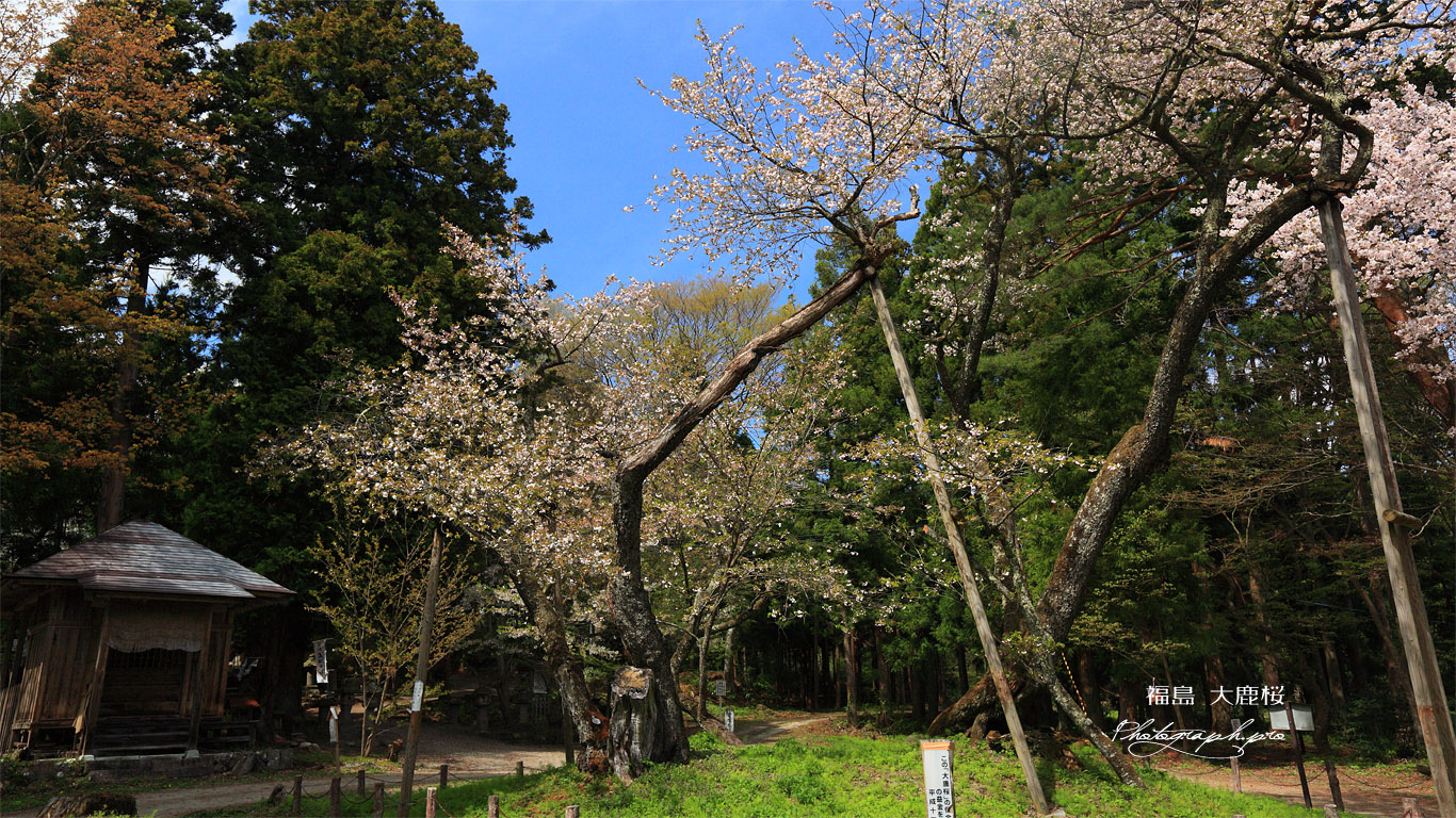 大鹿桜 壁紙