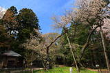 大鹿桜 ひこばえの大鹿桜