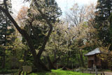 会津五桜の大鹿桜