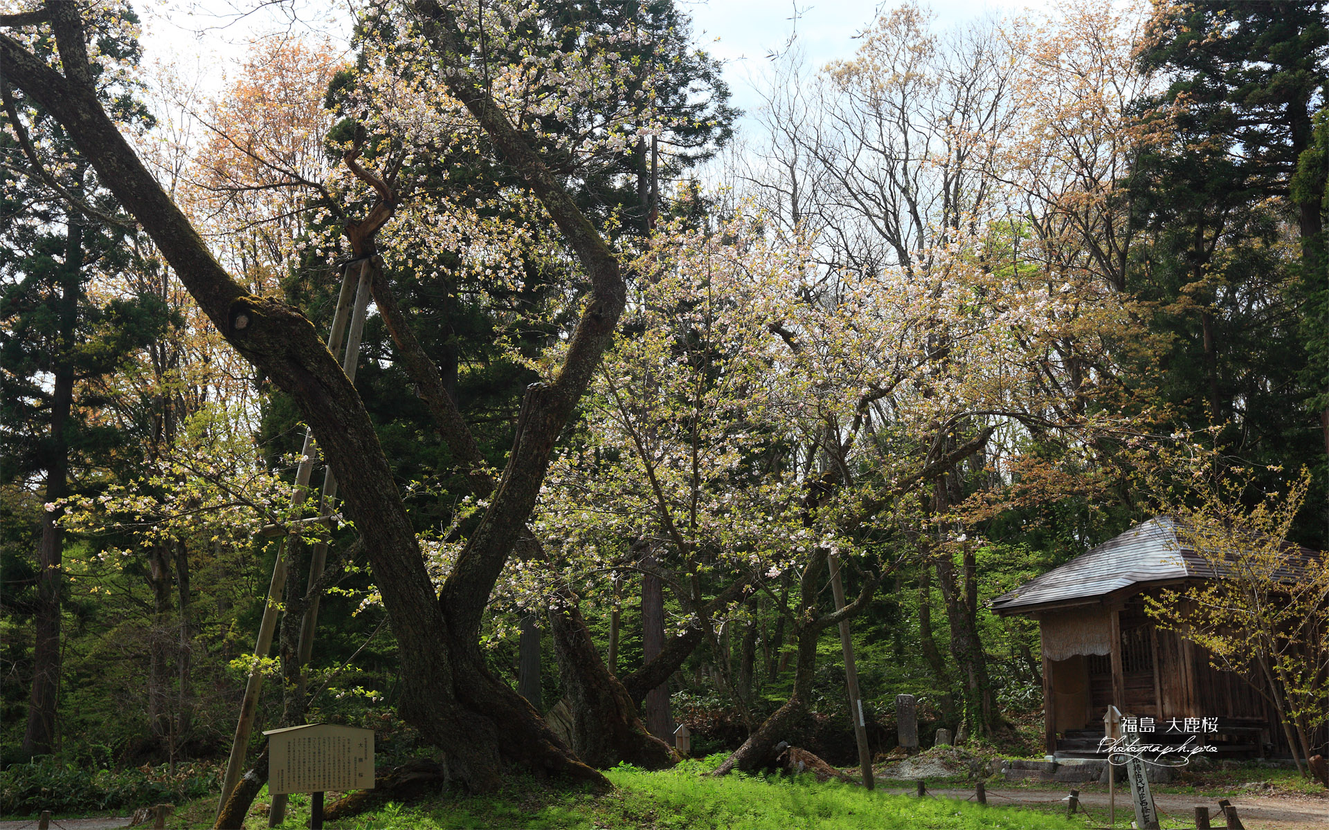 会津五桜の大鹿桜