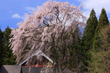 観音寺しだれ桜