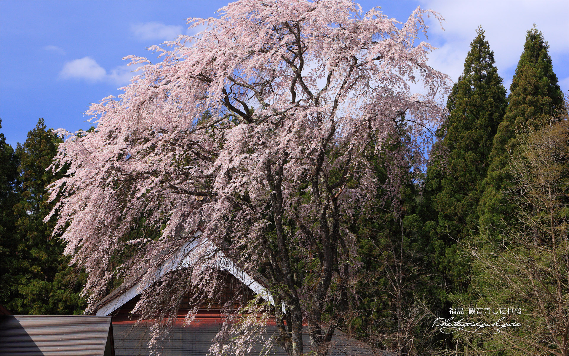 観音寺しだれ桜