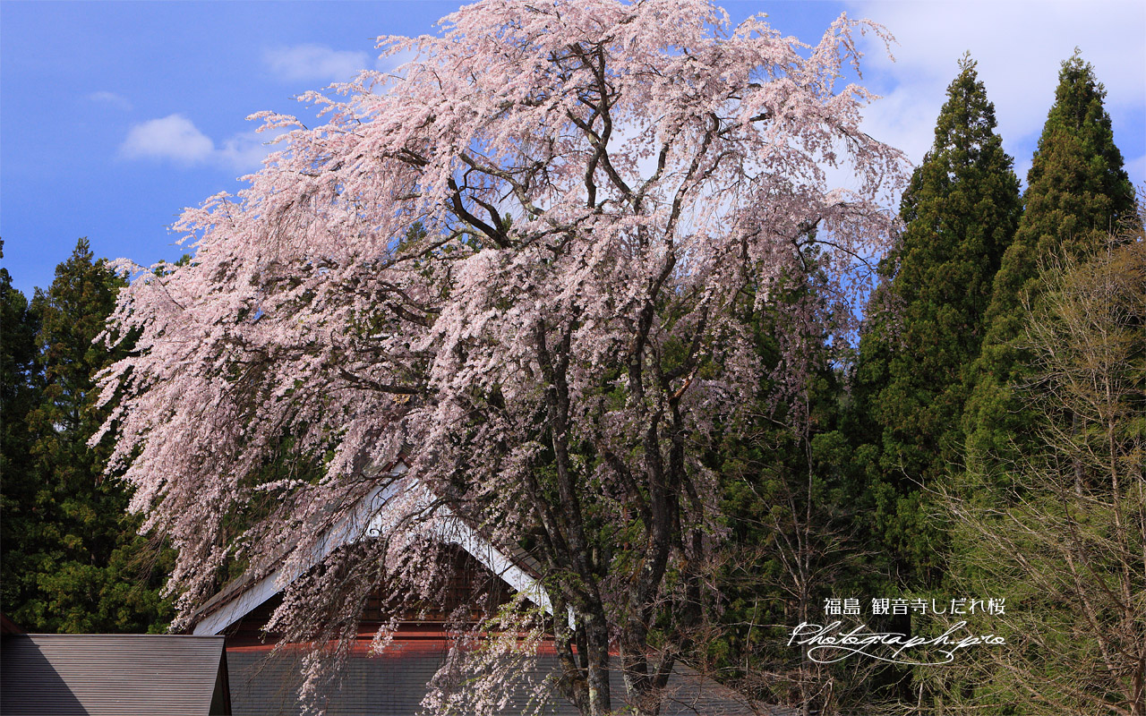 観音寺しだれ桜 壁紙