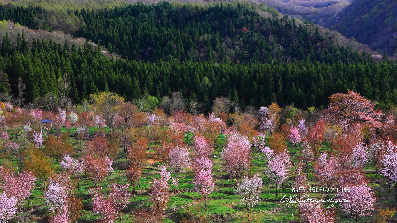 桜峠の大山桜 壁紙