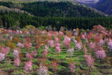 桜峠の大山桜