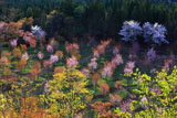 桜峠の大山桜と萌樹