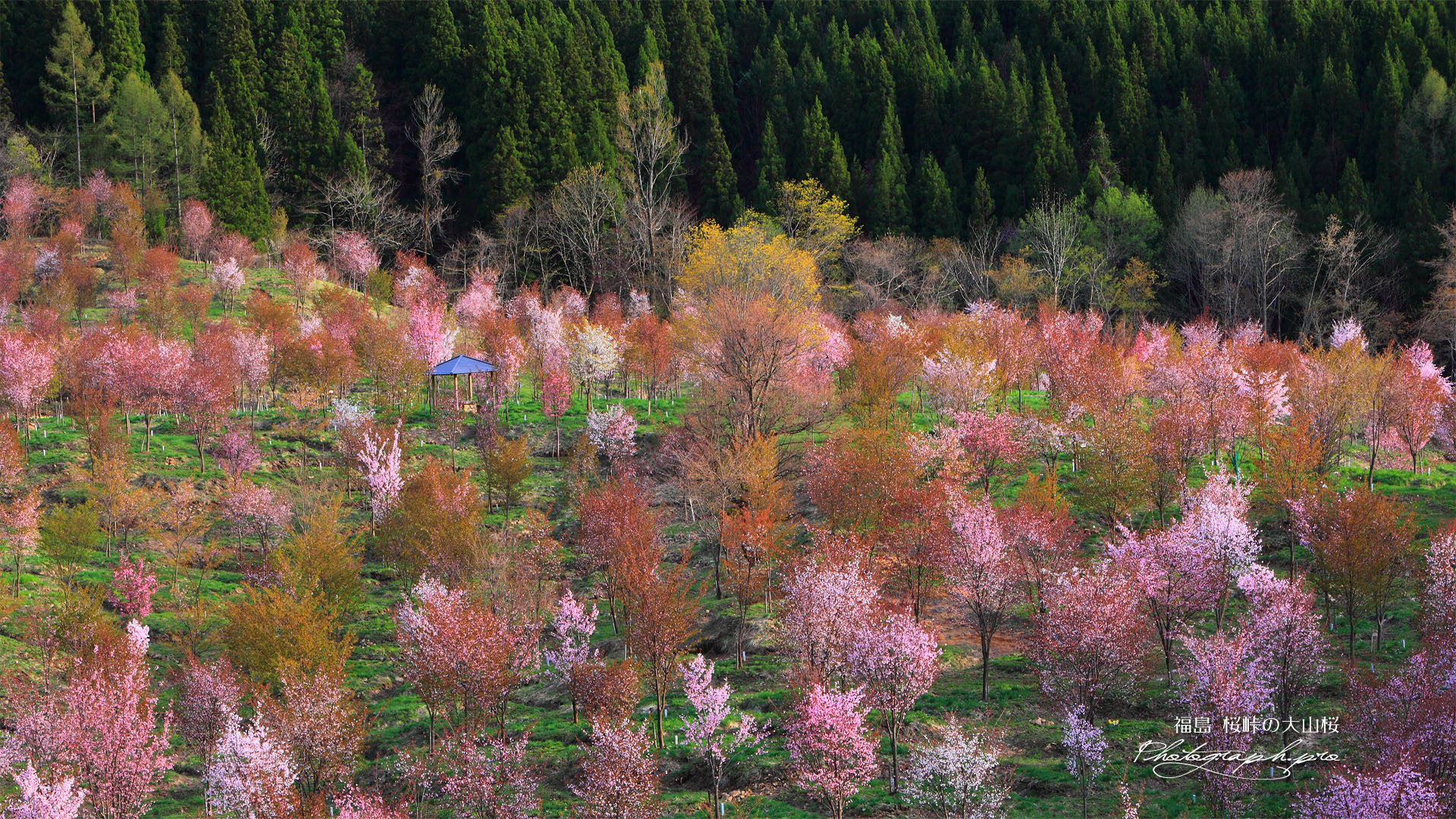 2001本の桜峠の大山桜