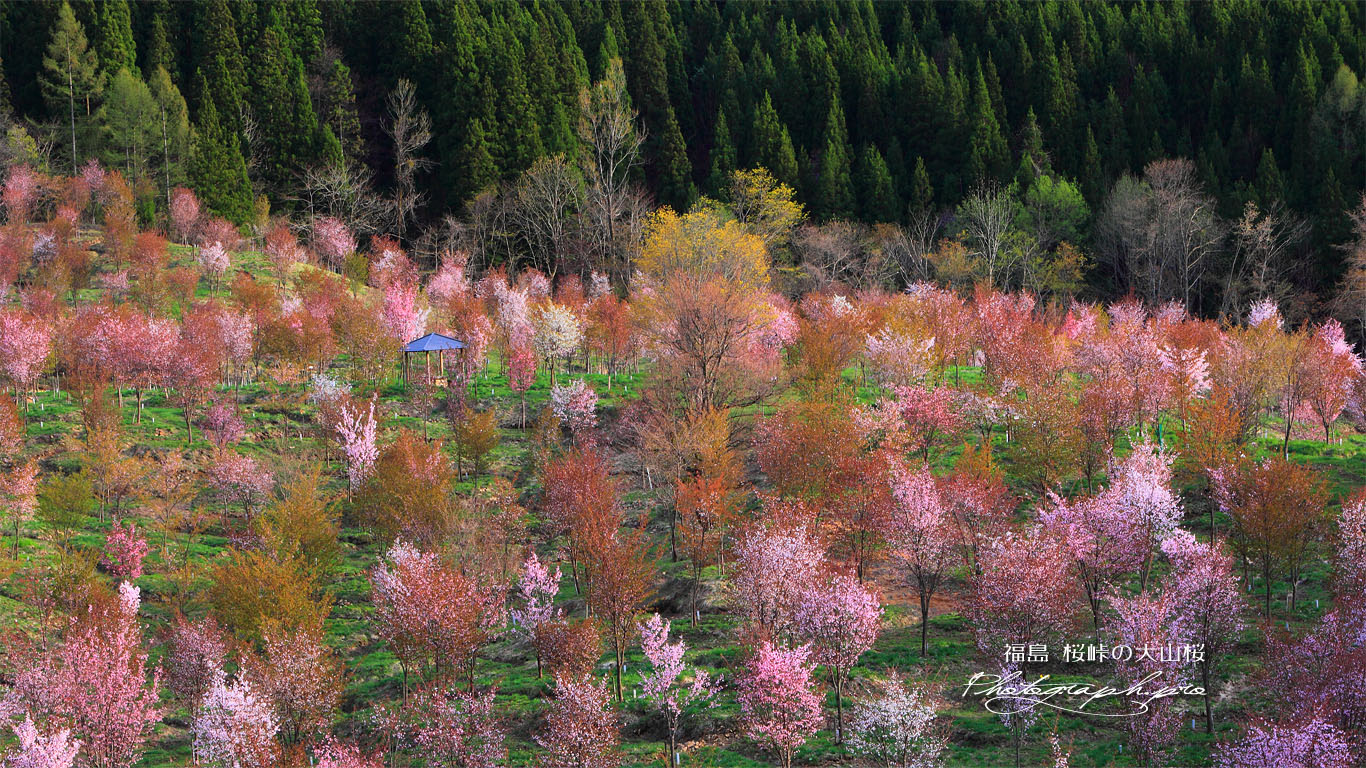 2001本の桜峠の大山桜 壁紙