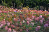 2001本の桜峠の大山桜