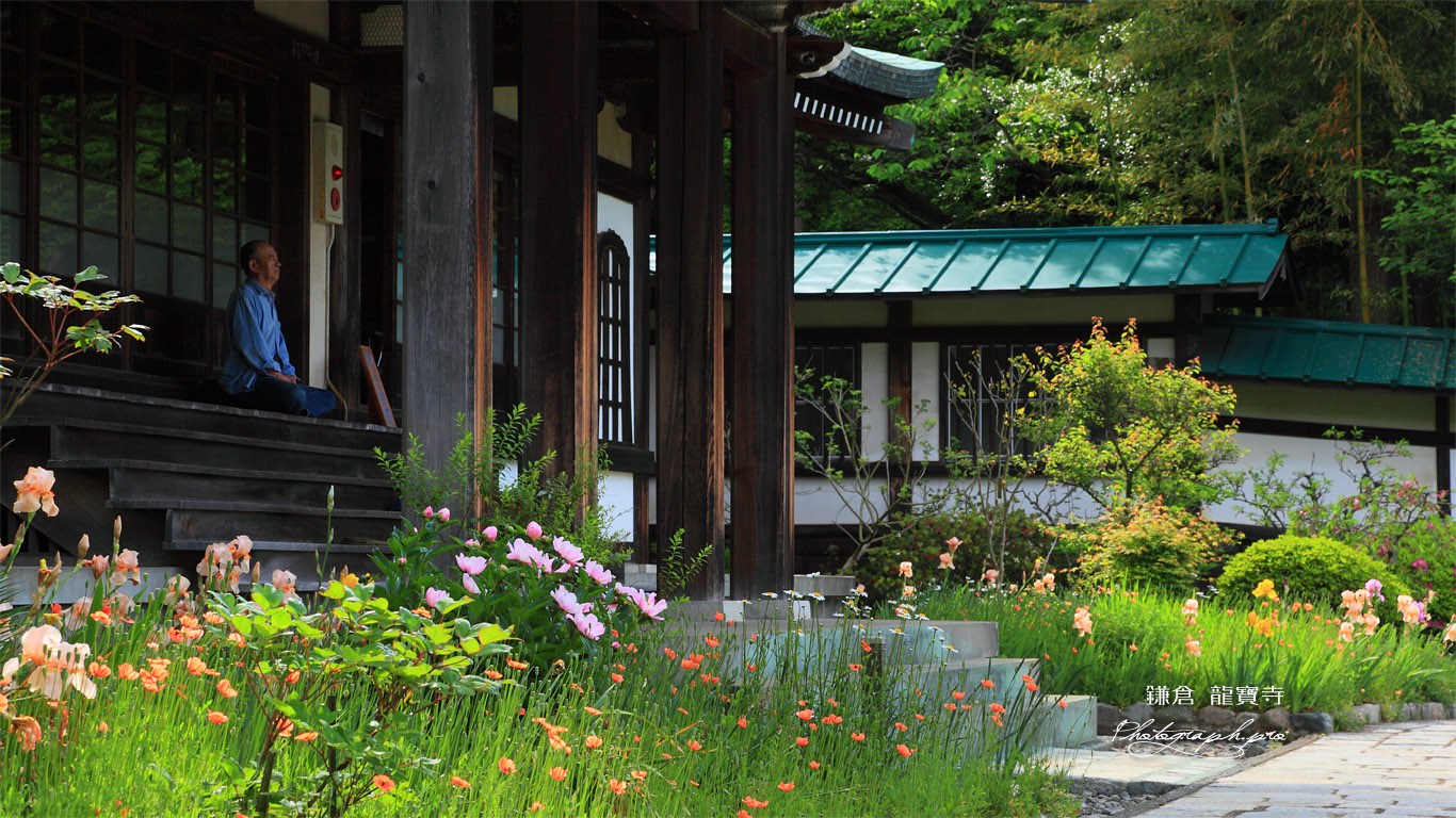 鎌倉龍宝寺本堂前の花々 壁紙