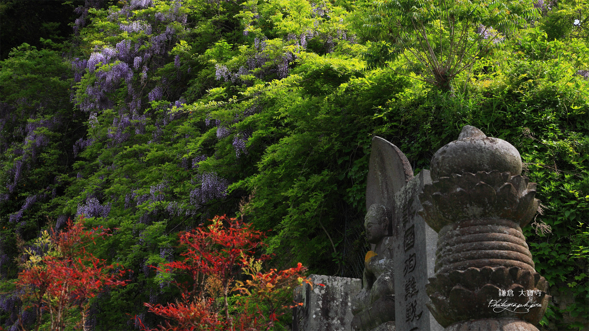 鎌倉大宝寺 石仏とヤマフジ