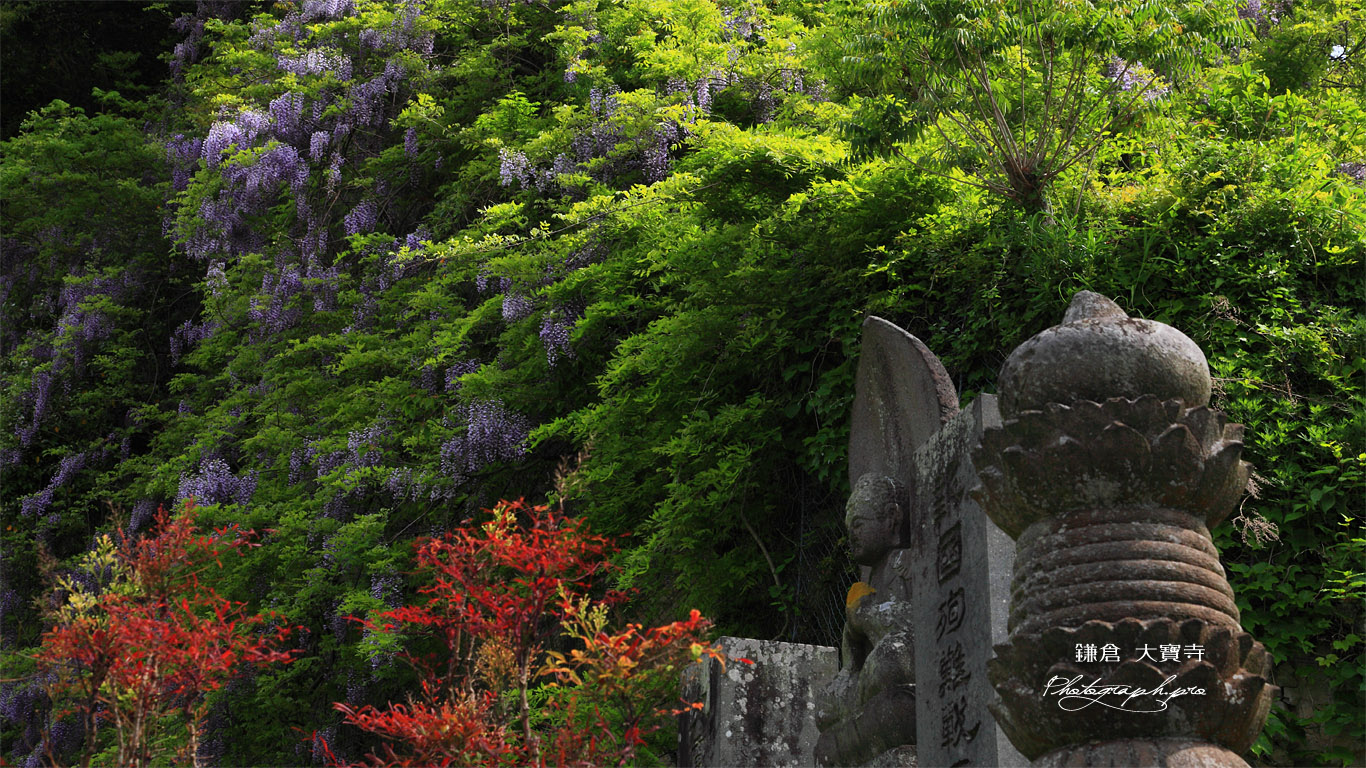 鎌倉大宝寺 石仏とヤマフジ 壁紙