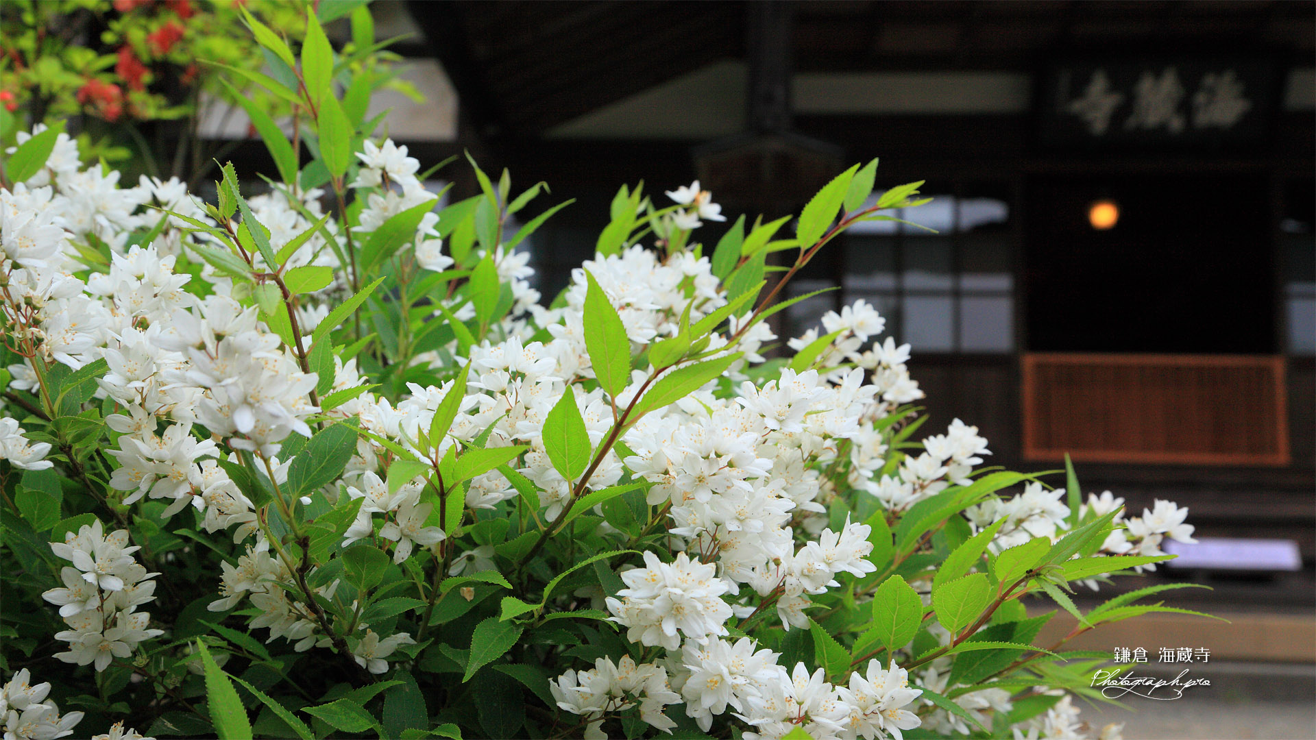 海蔵寺 ウツギと本堂
