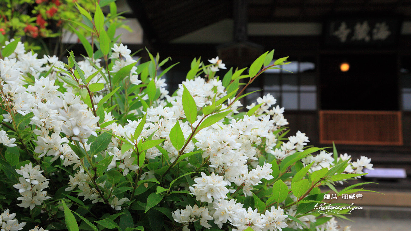 海蔵寺 ウツギと本堂 壁紙